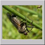 Empis sp - Tanzfliege 02a.jpg